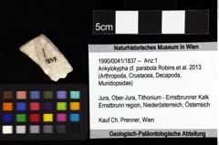 Foto (Objket + Etiketten) von Goniodromites bidentatus (Reuss, 1858) 
